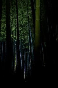 Preview wallpaper bamboo, forest, trees, dark