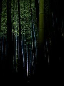 Preview wallpaper bamboo, forest, trees, dark