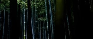 Preview wallpaper bamboo, forest, trees, dark