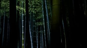 Preview wallpaper bamboo, forest, trees, dark