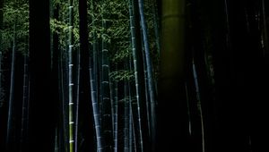 Preview wallpaper bamboo, forest, trees, dark