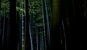 Preview wallpaper bamboo, forest, trees, dark