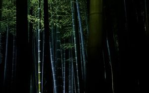 Preview wallpaper bamboo, forest, trees, dark