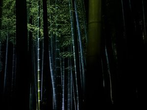 Preview wallpaper bamboo, forest, trees, dark