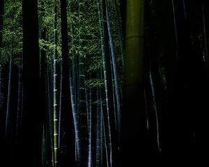 Preview wallpaper bamboo, forest, trees, dark