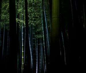 Preview wallpaper bamboo, forest, trees, dark