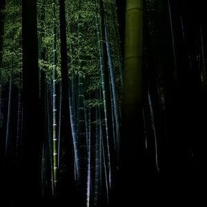 Preview wallpaper bamboo, forest, trees, dark