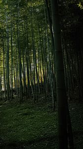 Preview wallpaper bamboo, forest, trees, landscape, nature