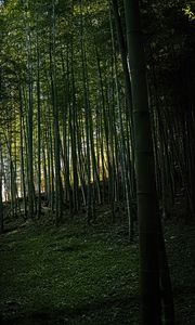 Preview wallpaper bamboo, forest, trees, landscape, nature