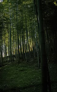 Preview wallpaper bamboo, forest, trees, landscape, nature