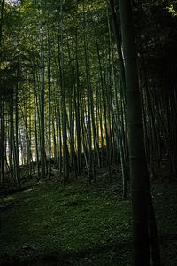 Preview wallpaper bamboo, forest, trees, landscape, nature