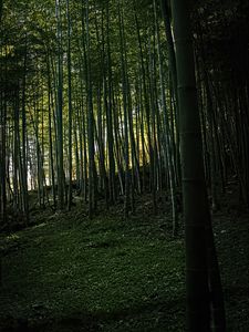 Preview wallpaper bamboo, forest, trees, landscape, nature