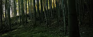 Preview wallpaper bamboo, forest, trees, landscape, nature