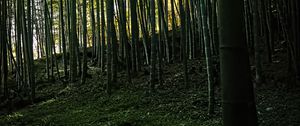 Preview wallpaper bamboo, forest, trees, landscape, nature