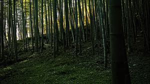 Preview wallpaper bamboo, forest, trees, landscape, nature