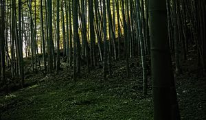 Preview wallpaper bamboo, forest, trees, landscape, nature