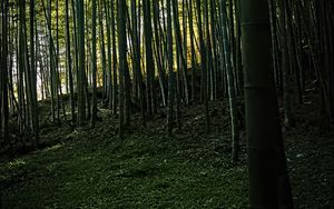 Preview wallpaper bamboo, forest, trees, landscape, nature