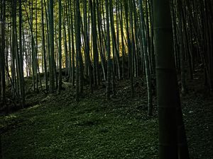 Preview wallpaper bamboo, forest, trees, landscape, nature