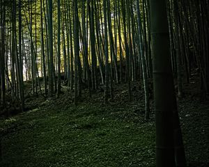 Preview wallpaper bamboo, forest, trees, landscape, nature