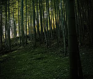 Preview wallpaper bamboo, forest, trees, landscape, nature