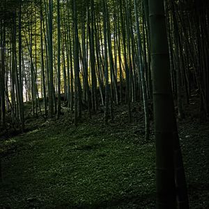 Preview wallpaper bamboo, forest, trees, landscape, nature