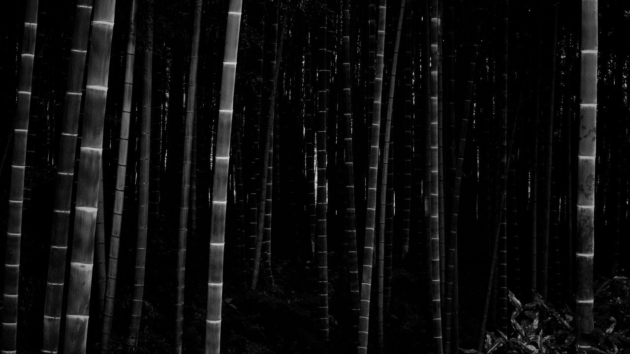 Wallpaper bamboo, forest, trunks, dark