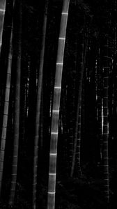 Preview wallpaper bamboo, forest, trunks, dark