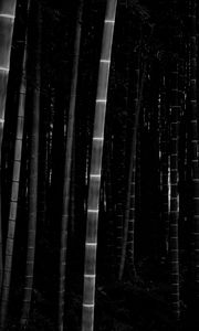 Preview wallpaper bamboo, forest, trunks, dark