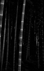 Preview wallpaper bamboo, forest, trunks, dark