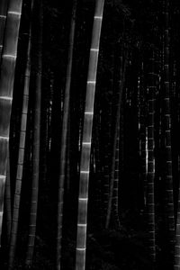 Preview wallpaper bamboo, forest, trunks, dark