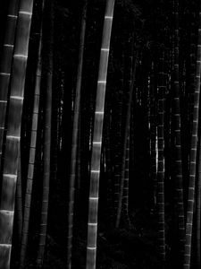 Preview wallpaper bamboo, forest, trunks, dark