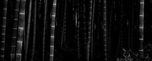 Preview wallpaper bamboo, forest, trunks, dark