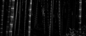 Preview wallpaper bamboo, forest, trunks, dark