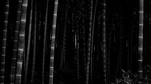 Preview wallpaper bamboo, forest, trunks, dark