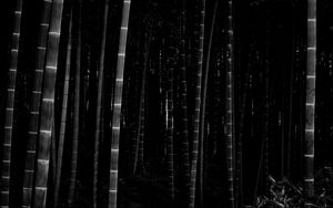 Preview wallpaper bamboo, forest, trunks, dark