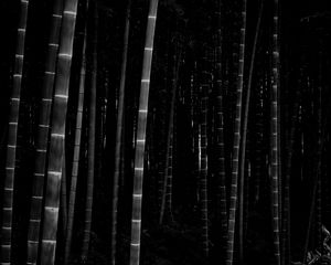 Preview wallpaper bamboo, forest, trunks, dark