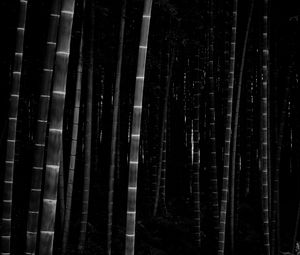 Preview wallpaper bamboo, forest, trunks, dark