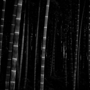 Preview wallpaper bamboo, forest, trunks, dark