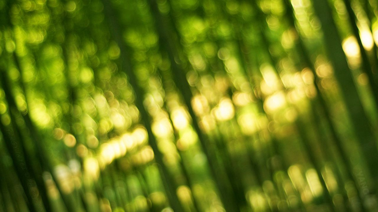 Wallpaper bamboo, green, light, bokeh