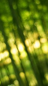 Preview wallpaper bamboo, green, light, bokeh