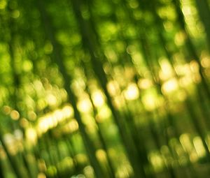 Preview wallpaper bamboo, green, light, bokeh