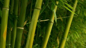 Preview wallpaper bamboo, green, stalks, leaves