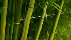 Preview wallpaper bamboo, green, stalks, leaves