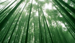 Preview wallpaper bamboo, green, stalks, sky, crones