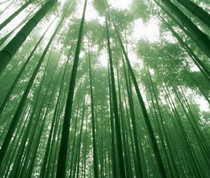 Preview wallpaper bamboo, green, stalks, sky, crones