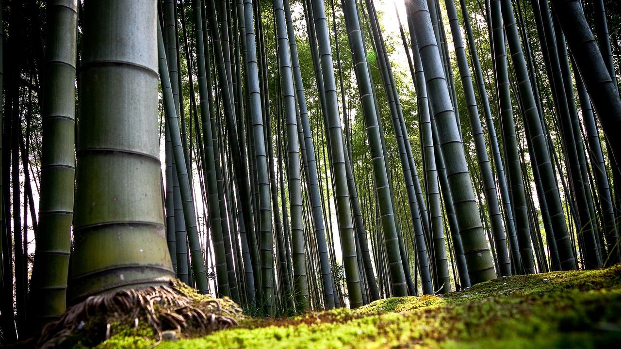 Wallpaper bamboo, green, stalks, roots, earth
