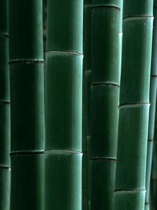 Preview wallpaper bamboo, green, strips