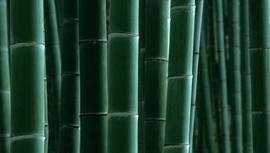 Preview wallpaper bamboo, green, strips