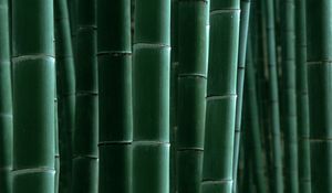 Preview wallpaper bamboo, green, strips