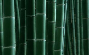 Preview wallpaper bamboo, green, strips